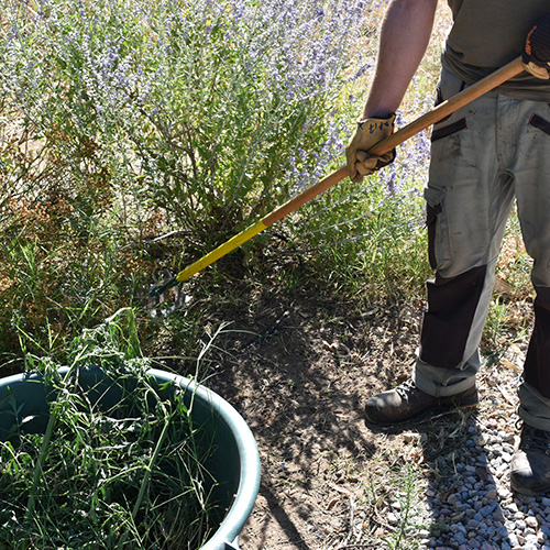 Travaux espaces verts, ESAT les micocouliers