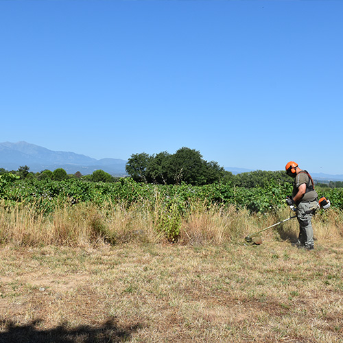ESAT les Micocouliers, atelier d' entretien et création d'espaces verts au pied du Canigou.